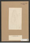 Berkeleya sp. (de-Toni-Nr.: Genus 21) Zeichnungen Sammlung Grunow Nr. 2378 (NHMW-BOT-W0369513)